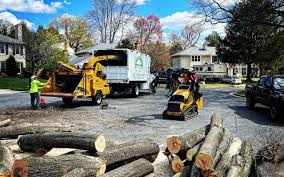 Trusted Village Of The Branch, NY  Tree Services Experts