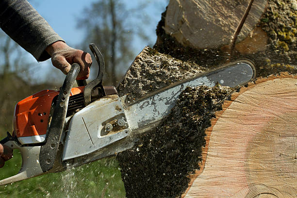 How Our Tree Care Process Works  in  Village Of The Branch, NY